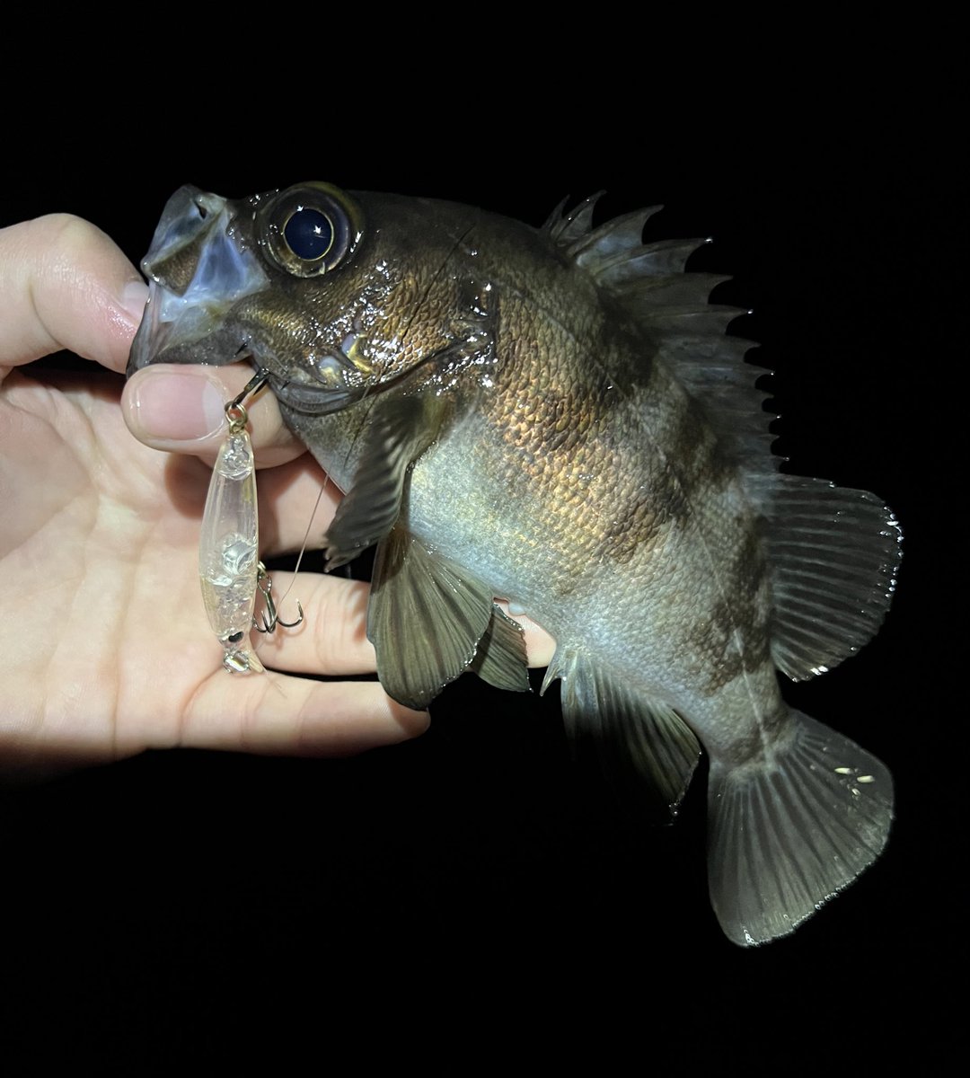aska_fishing46's tweet photo. 5ヒット4キャッチ‼️
風裏でも若干やりづらかったが
何とか釣れて良かった。
#APIA #GRANDAGE #LITE82
#Dover46SlowSinking
#タックルハウス https://t.co/jzpvJb8UI2