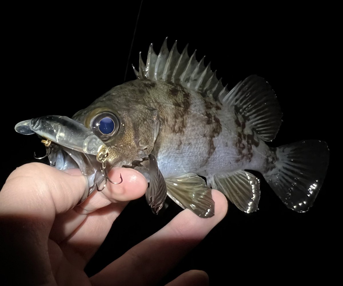 aska_fishing46's tweet photo. 5ヒット4キャッチ‼️
風裏でも若干やりづらかったが
何とか釣れて良かった。
#APIA #GRANDAGE #LITE82
#Dover46SlowSinking
#タックルハウス https://t.co/jzpvJb8UI2