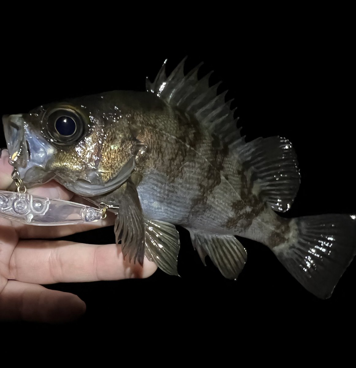 aska_fishing46's tweet photo. 5ヒット4キャッチ‼️
風裏でも若干やりづらかったが
何とか釣れて良かった。
#APIA #GRANDAGE #LITE82
#Dover46SlowSinking
#タックルハウス https://t.co/jzpvJb8UI2
