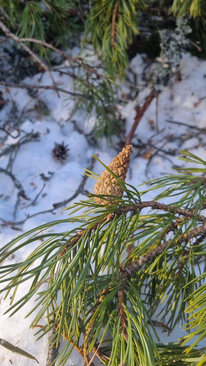 #metsä #turvemaa #pienaukko #luontainenuudistus Ainakin siemenpankkia on maassa ja vanhatkin kävyt ravistuvat latvoista tasaisesti kuviolle - missä oksattomaan maahan kohdistuu ensi kesän paahdetta.