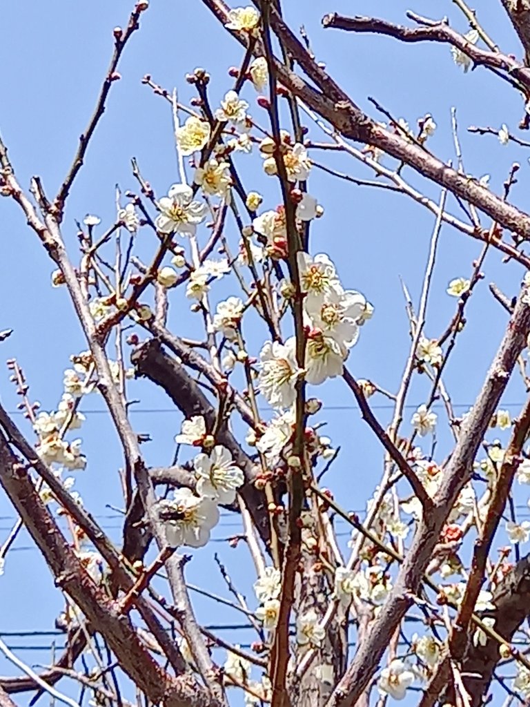 みんなの 梅の花 サンドイッチ 口コミ 評判 食べたいランチ 夜ごはんがきっと見つかる ナウティスイーツ