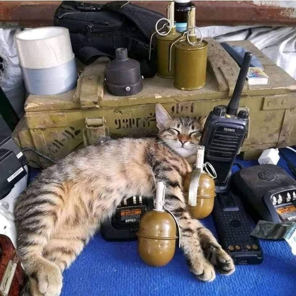 Armybtsua1Ua's tweet photo. Украинский кот не понимает соплей российских котов и кошек, которых больше не пускают на кошачьи выставки и соревнования на Запад.

«Я просто захищаю свою батькiвщину».
#StopRussia #StopPutinNOW #SlavaUkraini https://t.co/35J5pjazvW