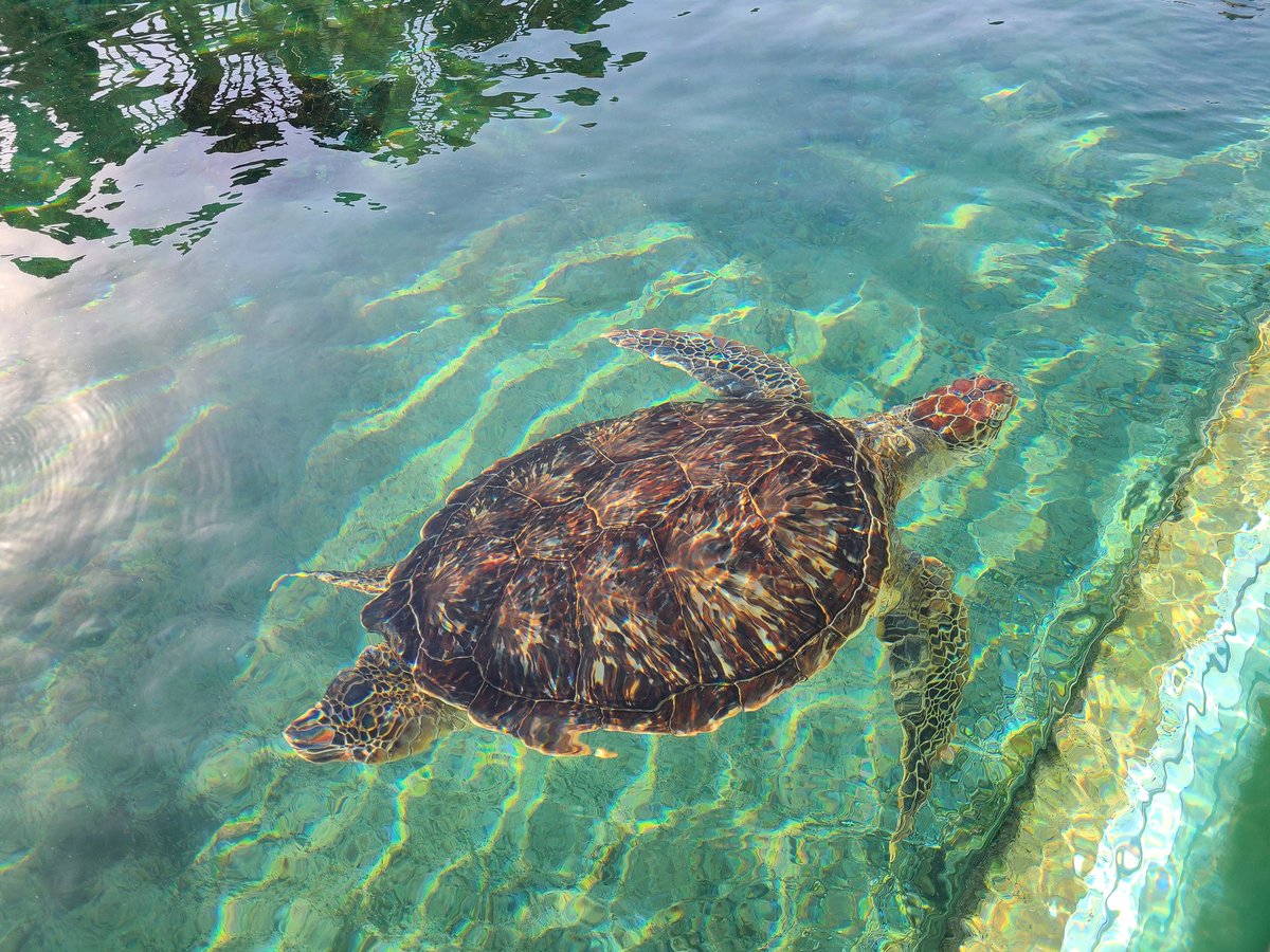 ещё видела сегодня огромную морскую черепаху! они так красиво переливаются на солнце, как драгоценные камушки.