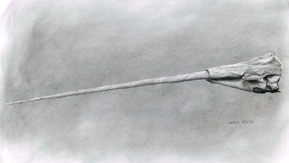 The Narwhal's "tusk" is a canine tooth. In rare cases two are grown and they always spiral to the left. Small vestigial teeth can be found in sockets near the main tooth, indicating a path of evolutionary obsolescence. 
#narwhal #tusk #whale #naturalhistory #sciart #drawing