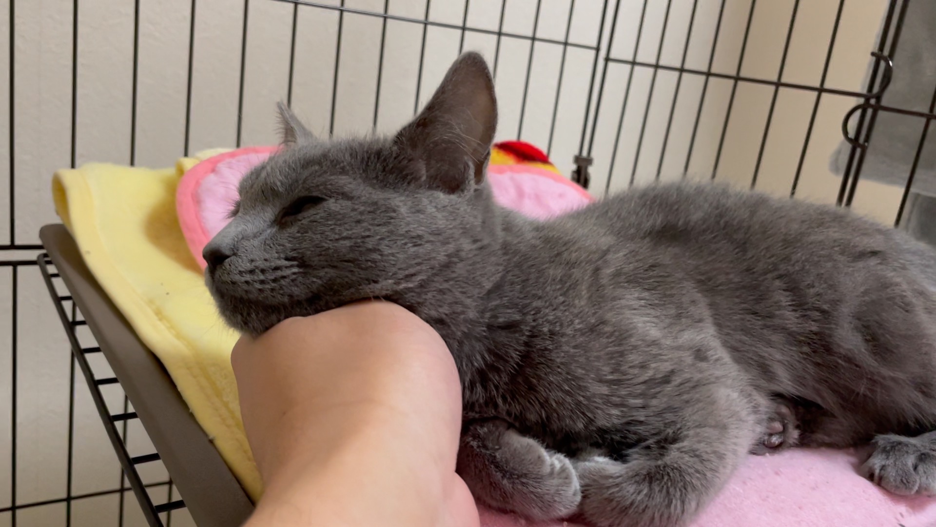 激安特価 そらこ様 ご連絡用 猫 ロシアンブルー 絵画 タペストリ