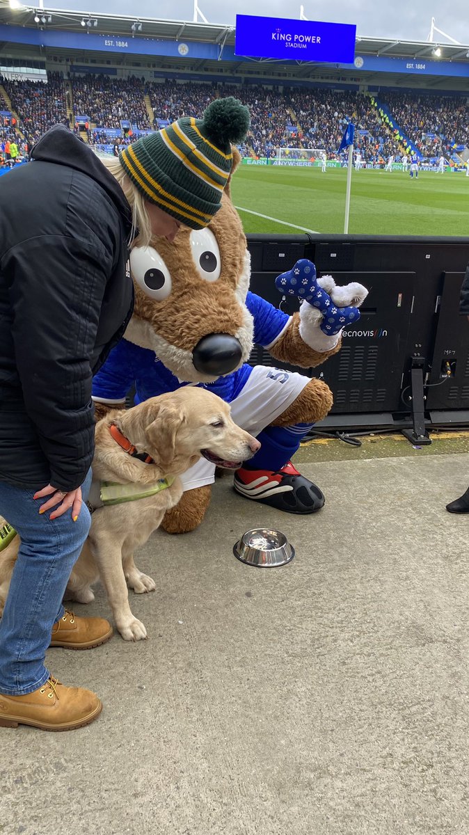 Leigh984's tweet photo. Jolley the guide dog a regular attendee of matchdays at @KingPowerhq stadium is retiring so @LCFC filbert fox presented him with a toy and bowl for his hard work @visit_leicester @BBCLeicester @OwynnPA @premierleague @_mattpiper @bbcemt @guidedogs https://t.co/puU8eGcTXi