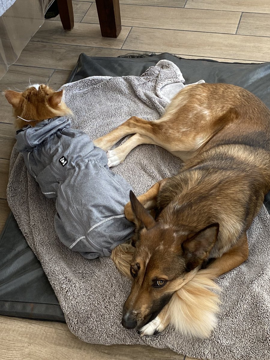 Morning cuddles #twitterdogcommunity #dogsoftwitter