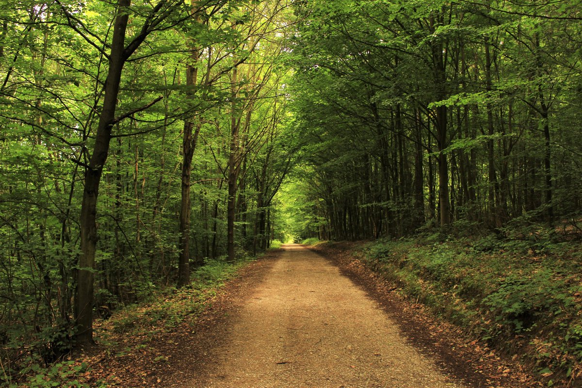 BoarClimate's tweet photo. What can we learn from old growth forests about combatting climate change?

Read our article here: https://t.co/nTCedo7T6J

Image: Unsplash 🌳 https://t.co/nNWIMJB95s