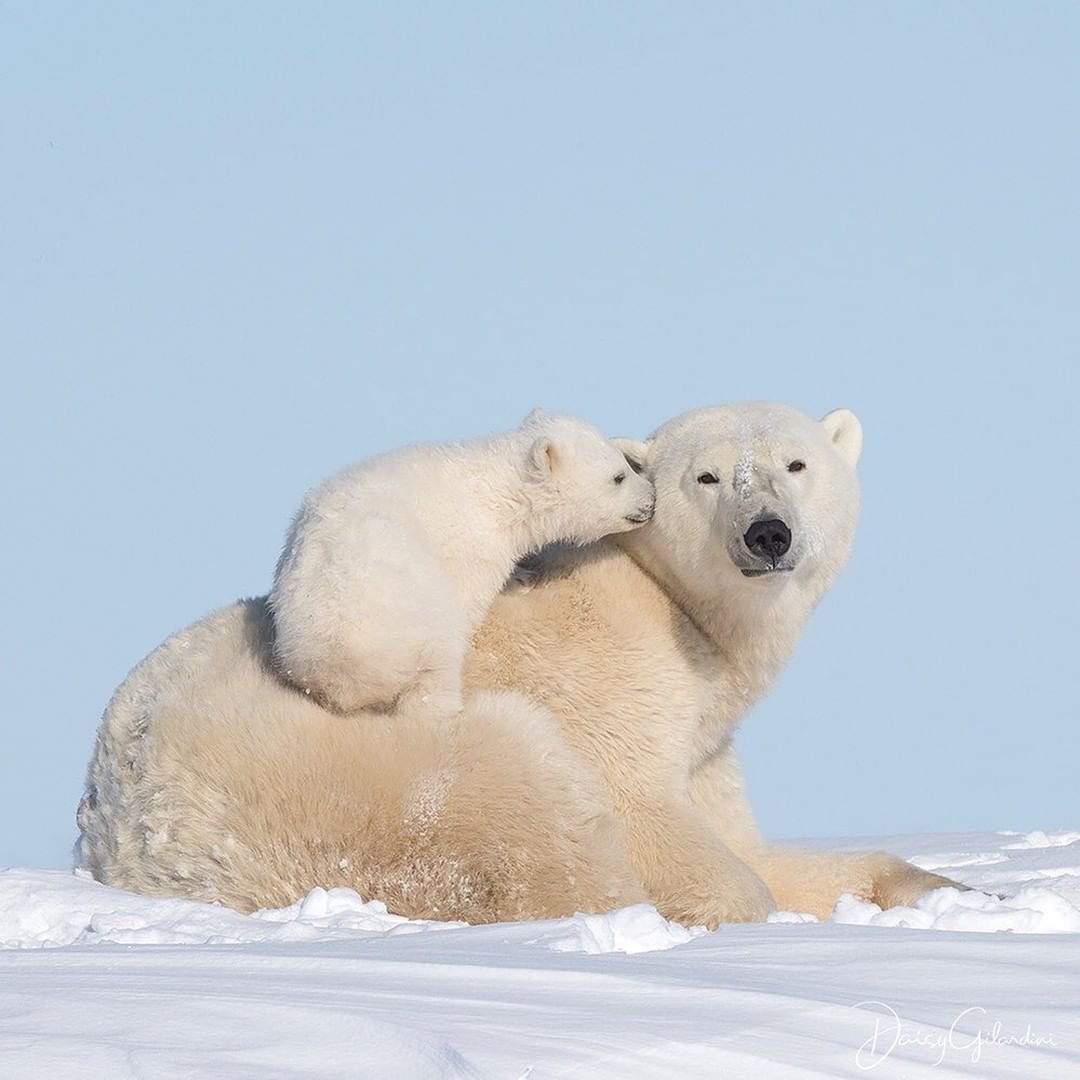 Discover Earth tweet media