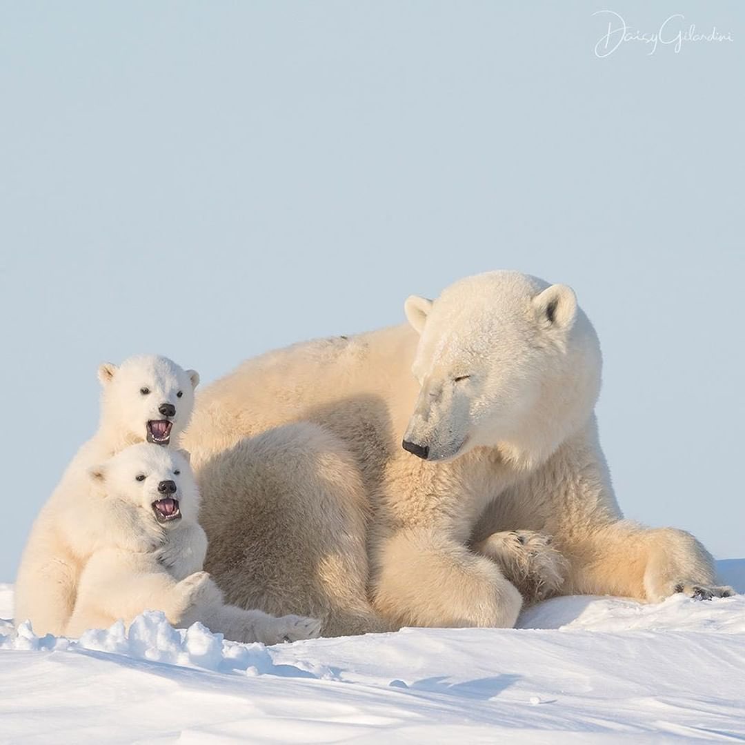 Discover Earth tweet media