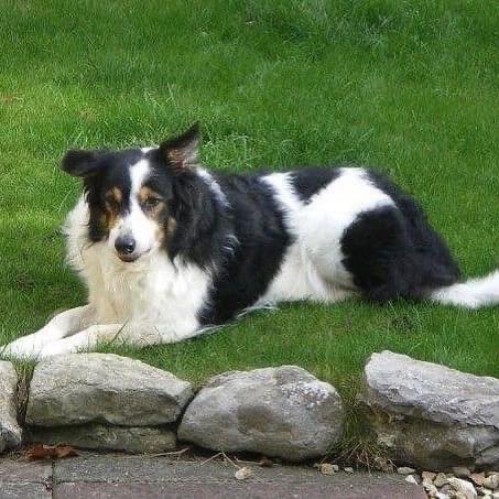 Daisytetters's tweet photo. Kiedis went over Rainbow Bridge 14 years ago today and we all still miss him so much..What a swell guy he was #DogsinHeaven 
🐾  🌈 ❤️ @SubvertC https://t.co/d9ZmB2ShGM