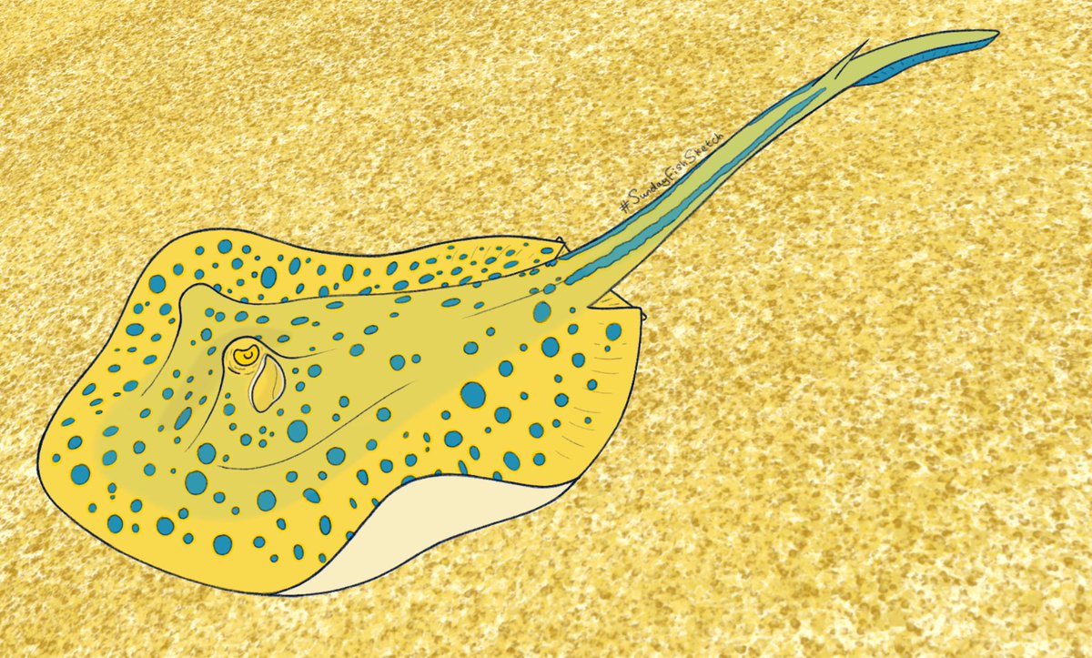 iso_cean's tweet image. Too late for #FlatSharkFriday and too early for #SundayFishSketch, but I'm posting anyway! Blue-spotted ribbontail ray, a beautiful blue-and-yellow pancake widespread through the tropical Indo-Pacific. Gorgeous to look at, but fares poorly in captivity 💙💛
