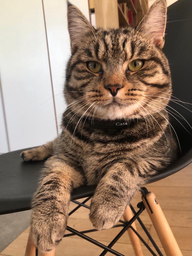 DbSanita's tweet photo. @ThatDornCat Visu uzkrāto kaķu un suņu barību nosūtīju uz Ukrainu. Jauna barības piegāde šovakar, jācer, ka nekavēsies. https://t.co/JNpgAksbJ3