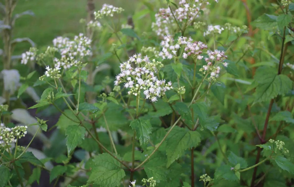 plantexplorer's tweet photo. White snakeroot is a North American herb with flat-topped clusters of small white flowers and contains a toxic alcohol known as trematol. Unlike those who have died from directly ingesting deadly plants. https://t.co/w4PEyWbt6o