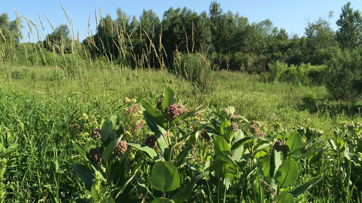 MilkweedJournal's tweet photo. “Never doubt that a small group of thoughtful, committed citizens can change the world. Indeed, it is the only thing that ever has.” - Margaret Mead
#ChooseNativePlants #NativePlantsofNorthAmerica #milkweed https://t.co/2HC13DCJ3o