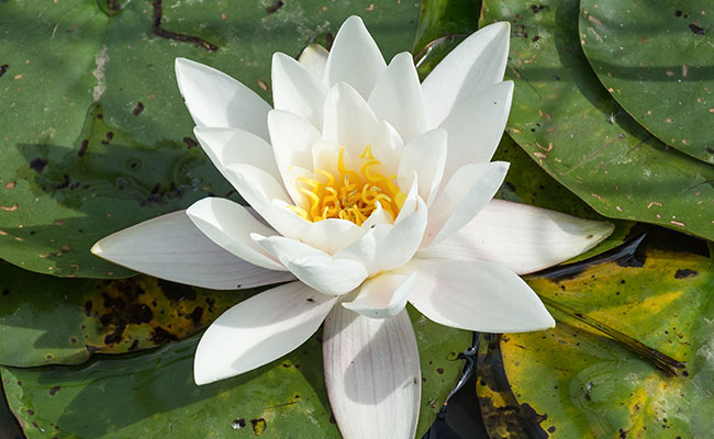 plantexplorer's tweet photo. Water Lily

The queen of all aquatic flowers water lilies have 70  species in the world.These flowers bloom from spring to fall and each flowers opens in the morning and closes in the evening. You can find them in different colours including white, pink, orange, purple and blue. https://t.co/8xRGHv1MiX