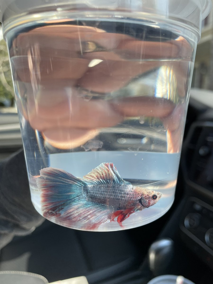 Ms__Brunetti's tweet photo. I love a good behavior incentive. My kids are a dream class - so it was a no brainer when they asked if they could earn a class pet. Can’t wait to get this guy settled into his new home! #room36 #4thgrade #lcps #teacherlife https://t.co/jZMsHmSxFk