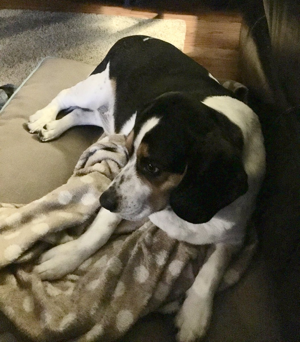 TonyFan1420's tweet photo. I don’t care about your opinion but I care about your dog 🐶

Reply with a puppy pic https://t.co/NDu7bafnVi