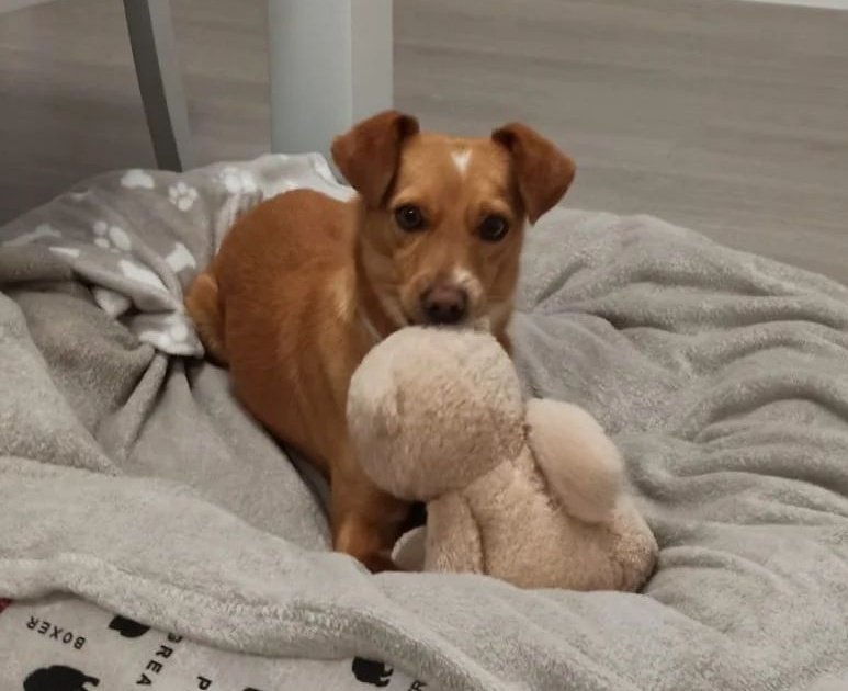 LASAnimal's tweet photo. #LIBERTO papi de una familia rescatada de la calle junto a #VIDA y sus bebés, necesita un hogar donde ser feliz toda la vida... Si quieres adoptaron..
✍️📧👇
adopcion.lasanimal@gmail.com https://t.co/fxq5wOjft6