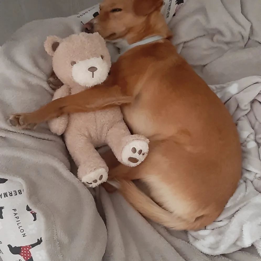 LASAnimal's tweet photo. #LIBERTO papi de una familia rescatada de la calle junto a #VIDA y sus bebés, necesita un hogar donde ser feliz toda la vida... Si quieres adoptaron..
✍️📧👇
adopcion.lasanimal@gmail.com https://t.co/fxq5wOjft6