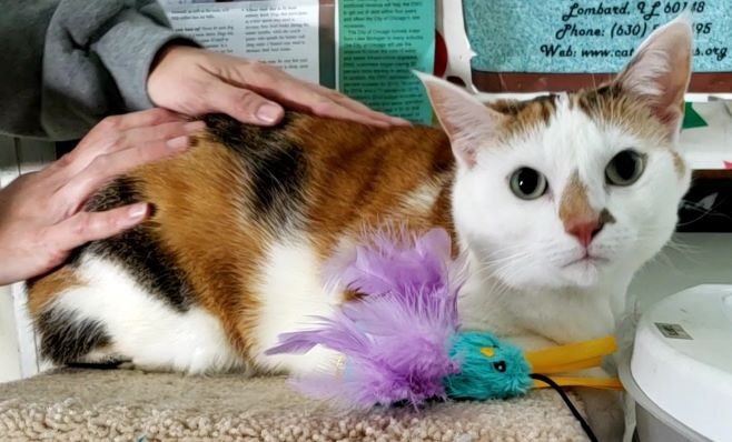 Cat_Guardians's tweet photo. Congratulations to lovely Livey on finding her forever home today! #AdoptDontShop #livey #calicocat #fostertoadopt #newyearnewforeverhome https://t.co/8DHXZkkeGu