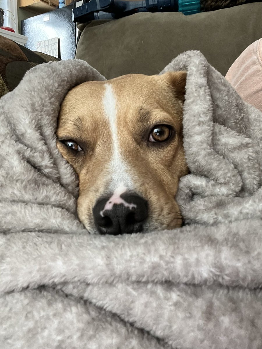 borderpit tweet picture