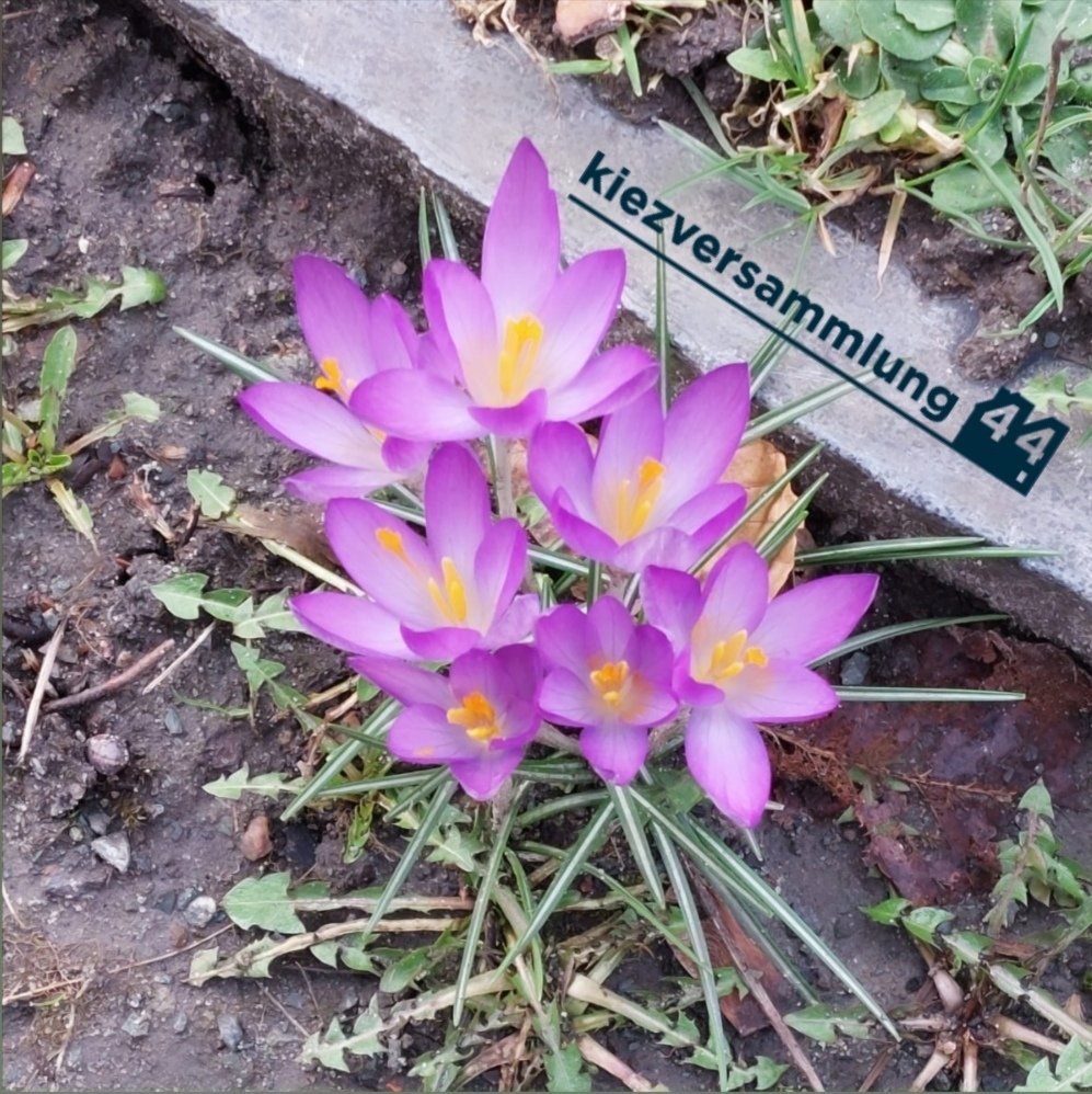 Einladung nächste KV44:
📢So 13.03. von 12-14 Uhr online
kiezversammlung44.de

Ihr habt Stress mit dem Vermieter oder der Hausverwaltung?
Du möchtest dich für einen solidarischen Kiez einsetzen?
Dann komm zur Kiezversammlung! monatlich #selbstorganisiert und #solidarisch