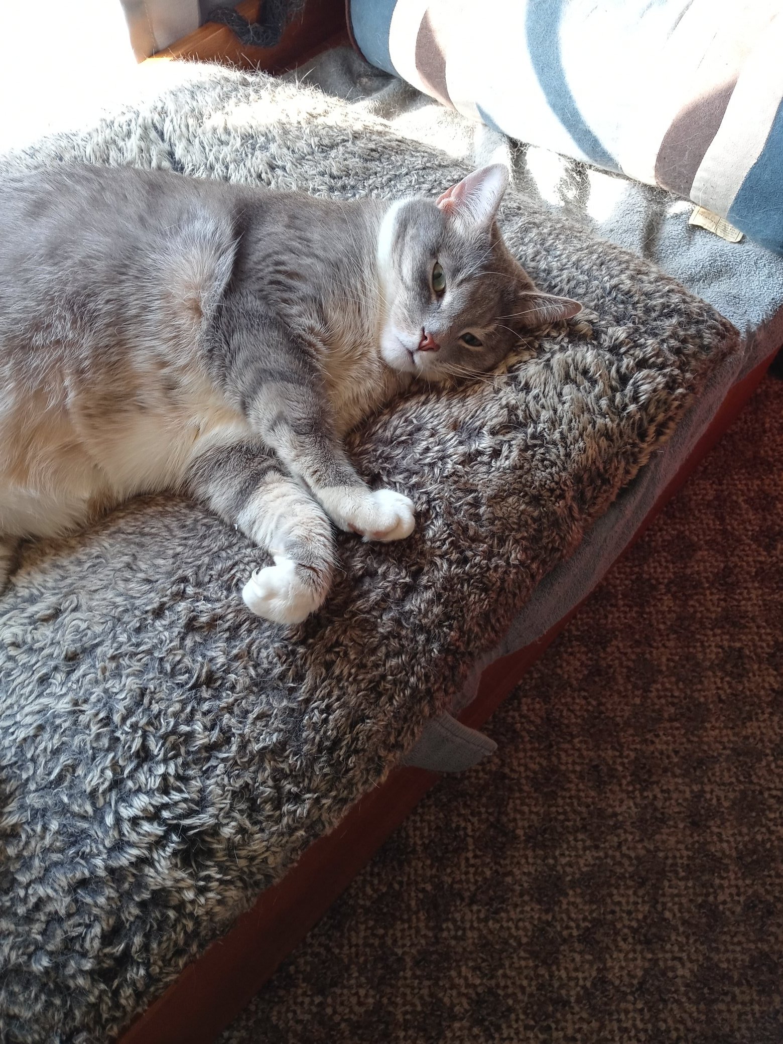 Myrna Tellingheusen on Twitter "I like to show pictures of my cat to