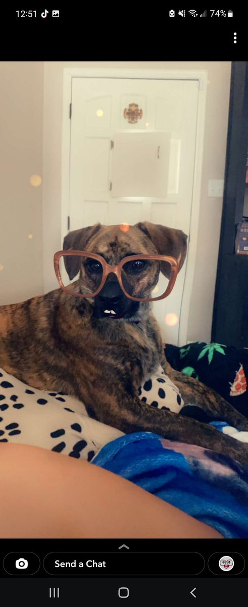 When mom says how smart I am 🥰🥸 #dogsoftwitter #dogs #puppylove