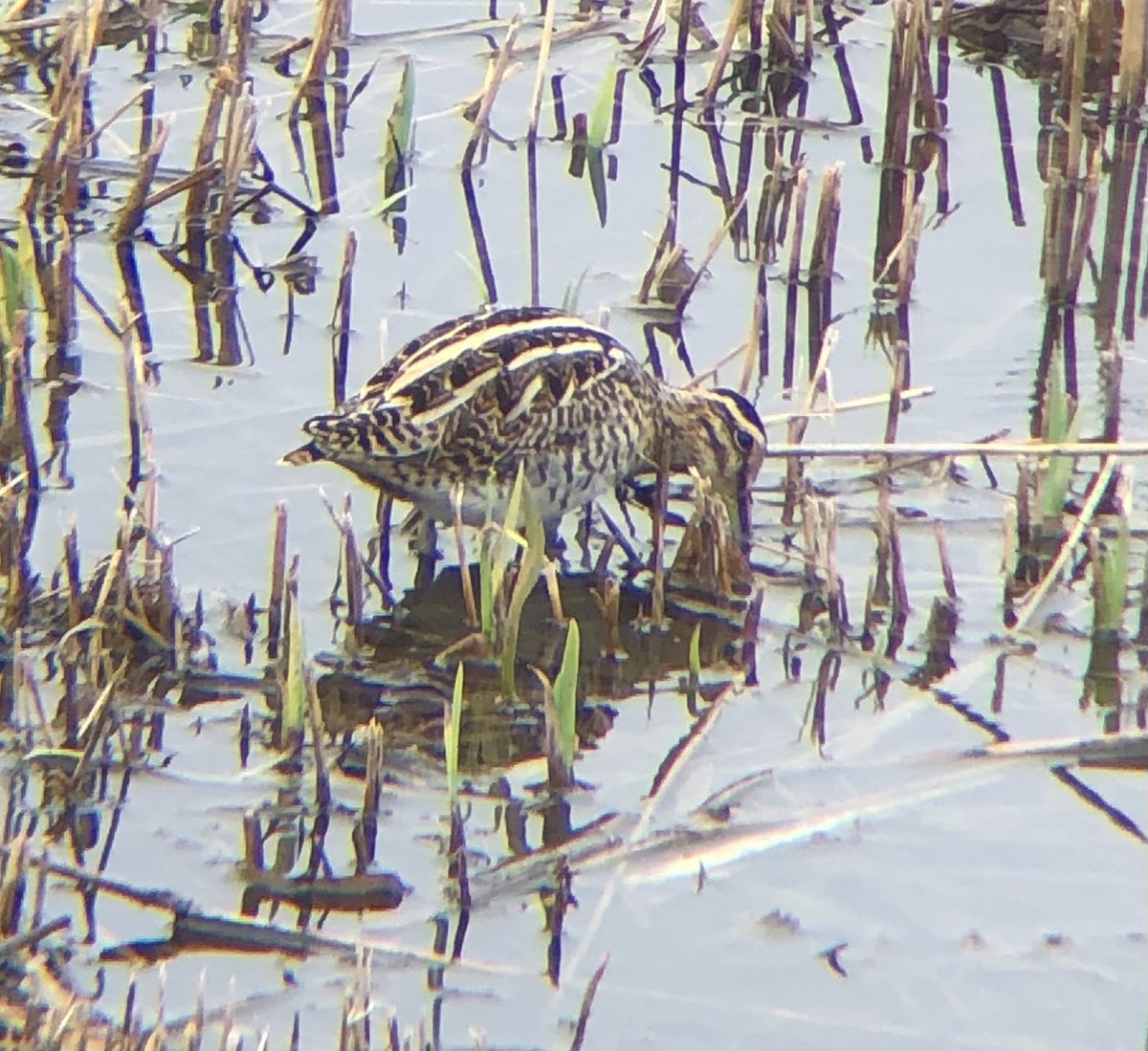 WildlifeCp's tweet photo. A brilliant day at Minsmere today with a total of 63 species!🌿
Highlights:

• Gannets 
• Lesser Yellowlegs
• Marsh Harriers
• Bearded Tit
• Reed Bunting
• Sparrowhawk
• Nuthatch 
• Coal Tit 

@RSPBMinsmere @Natures_Voice #birding https://t.co/ByqZb0Fo45