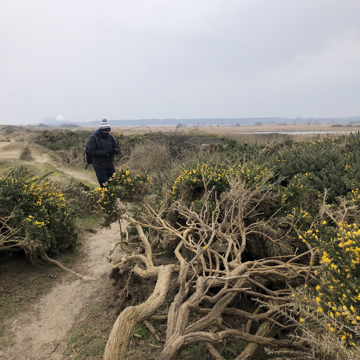 WildlifeCp's tweet photo. A brilliant day at Minsmere today with a total of 63 species!🌿
Highlights:

• Gannets 
• Lesser Yellowlegs
• Marsh Harriers
• Bearded Tit
• Reed Bunting
• Sparrowhawk
• Nuthatch 
• Coal Tit 

@RSPBMinsmere @Natures_Voice #birding https://t.co/ByqZb0Fo45