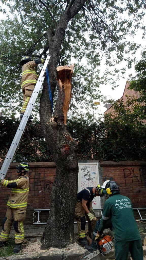 ClaudiaLopez's tweet photo. Lamento el susto y el deterioro del árbol. @BomberosBogota y @JBotanicoBogota mitigaron el riesgo, hicieron mantenimiento al árbol que seguirá en observación para evitar accidentes.

Gracias por reportar. El sistema de gobierno abierto de @Bogota @GAB_Bogota monitorea y responde. https://t.co/vO831U4iKG