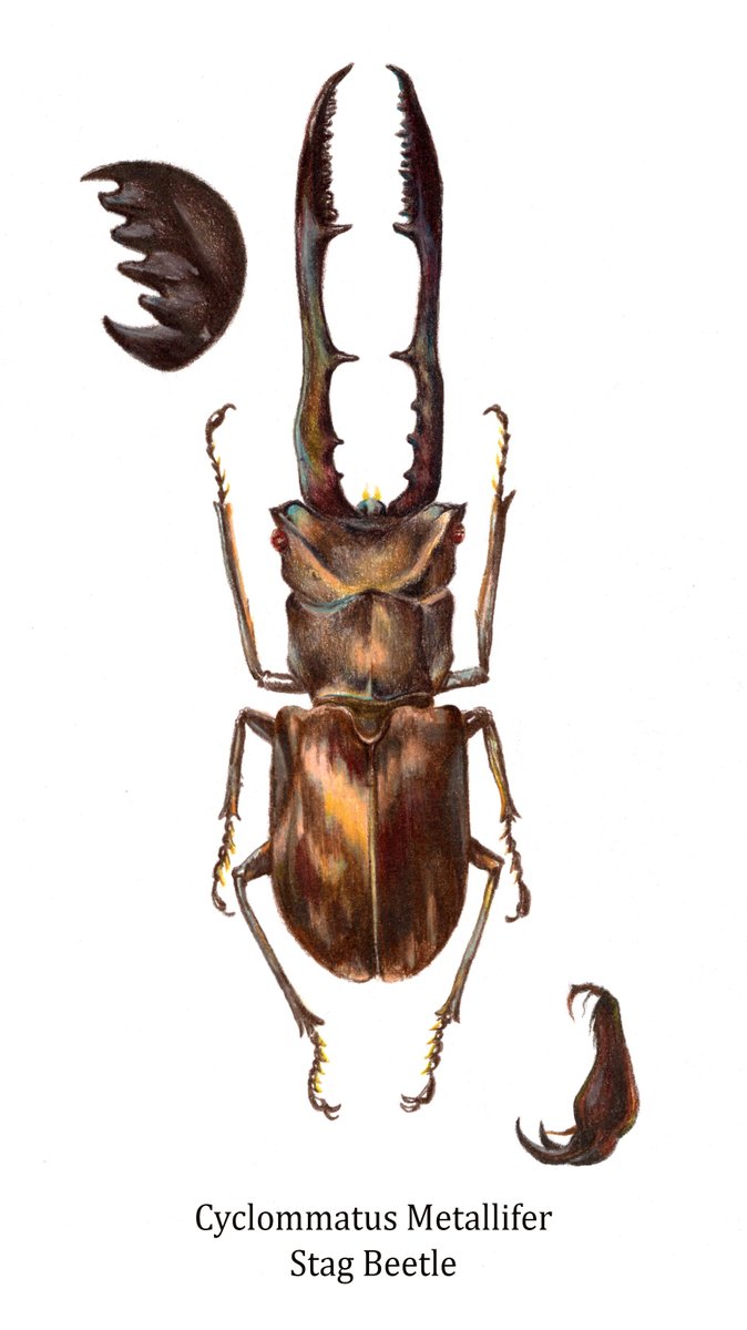 cw// bug another scientific illustration! this colored pencil stag beetle i...