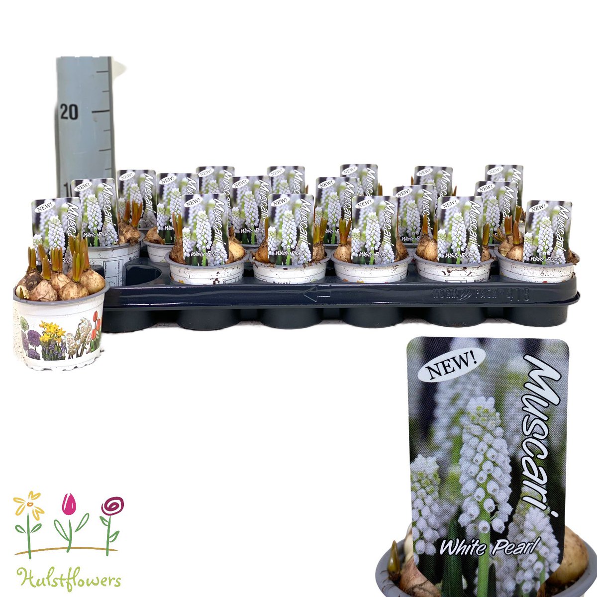 Hulstflowers's tweet photo. Maandag op #RFHA onze noviteit voor de bol op pot klok. De nieuwe witte muscari ‘White Pearl’ nu al leverbaar in de #klokvoorverkoop https://t.co/Z3hqwi5klf
