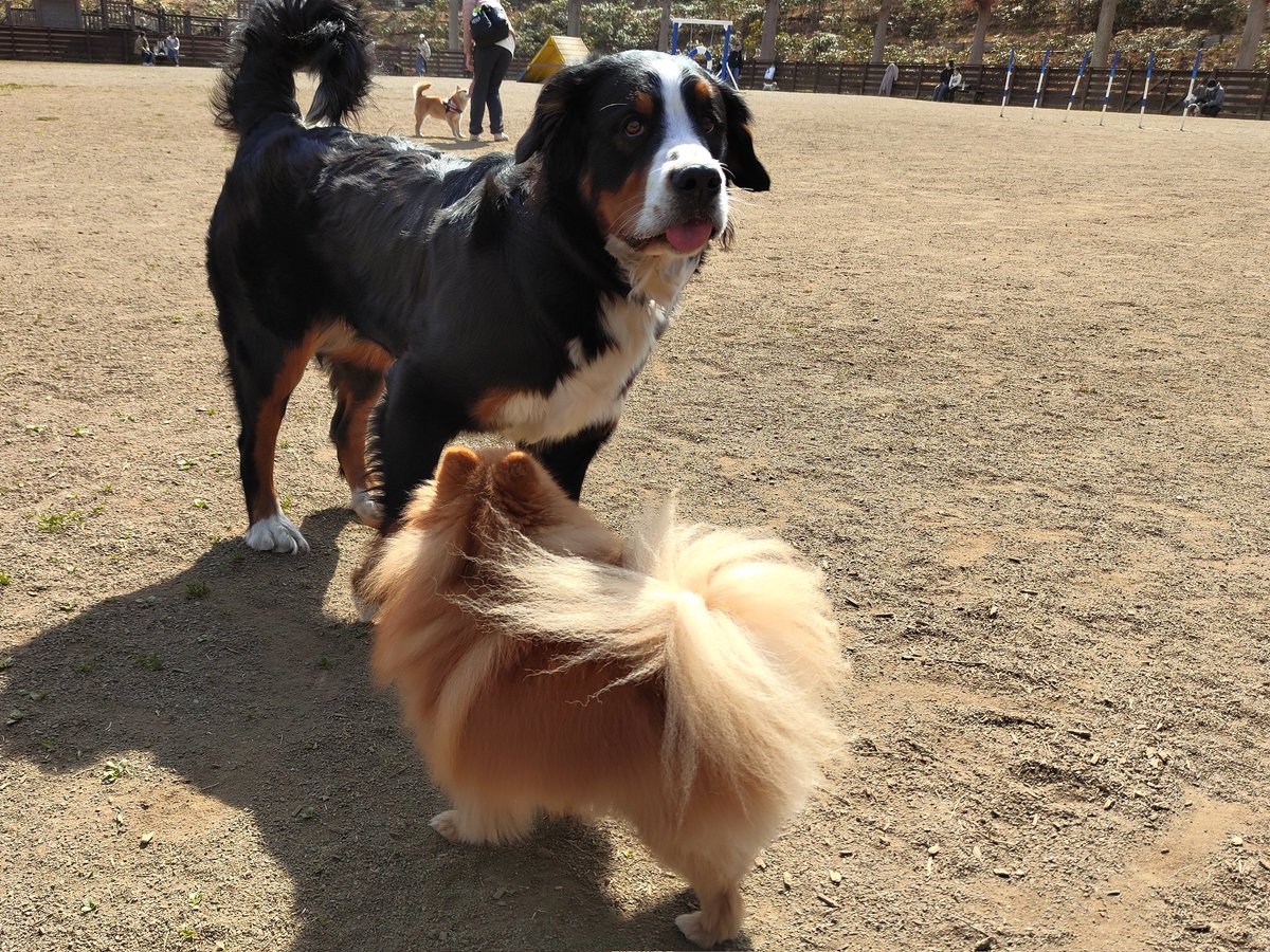 kansukepome's tweet photo. ずっと見てるのに、気づいてもら��ない勘助
#ドッグラン　#大型犬　#犬のいる生活　#ポメラニアン　#見上げてみたけど見てもらえない　#キャンプ場 https://t.co/uXRL3uyAGZ