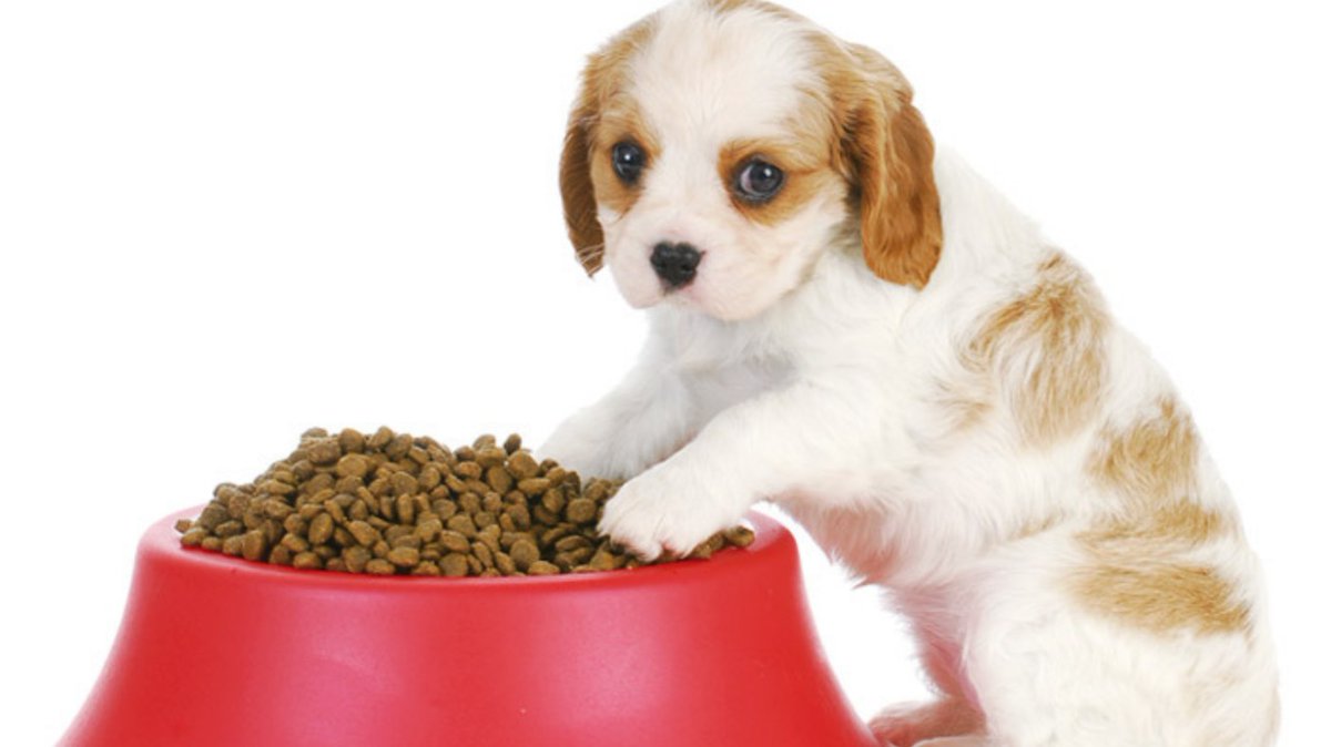 Собака отказывается от сухого корма. Собака кушает. Собака отказывается от сухого корма. Щенок ест корм. Корм для собак.