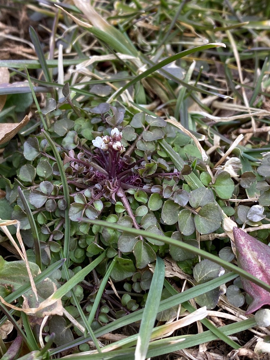 I'm amazed every spring by the tiny, early flowers of #Cardamine hirsuta (hairy bittercress). I'd like to learn more about this plant. Often overlooked in the “omg early spring bloomer” chatter.