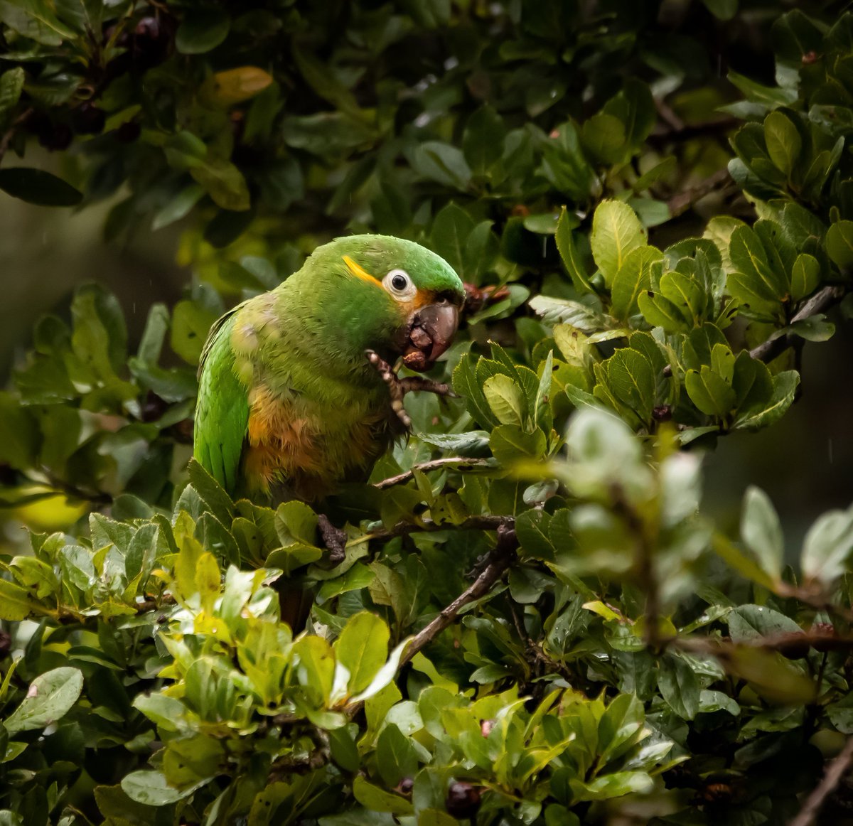 hhup20000's tweet photo. Los colores de la montaña, los frutos del bosque son importantes para la preservación de especies.
Leptosittaca branickii #colombia #aratinga #avesdecolombia https://t.co/DcjqEwJ2fA