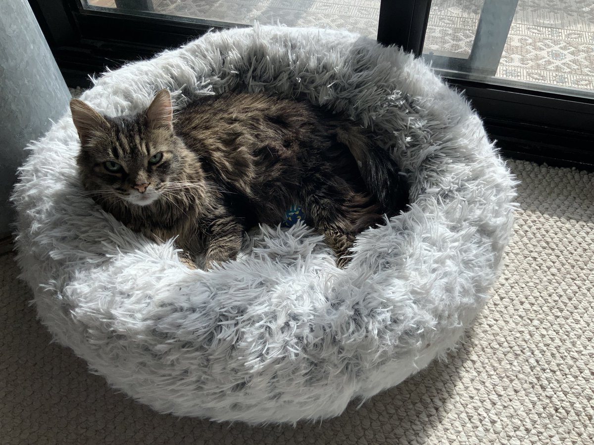 BrucePEvans's tweet photo. #Caturday
3am….staff, wake up I am hungry
7am…staff , wake up I am hungry again
7:15am… I ate too much and hacked a fur ball and my breakfast
8am..staff feeling better and hungry again 
9am… can you keep it down, I had a tough night https://t.co/ZLSGWFyEvX