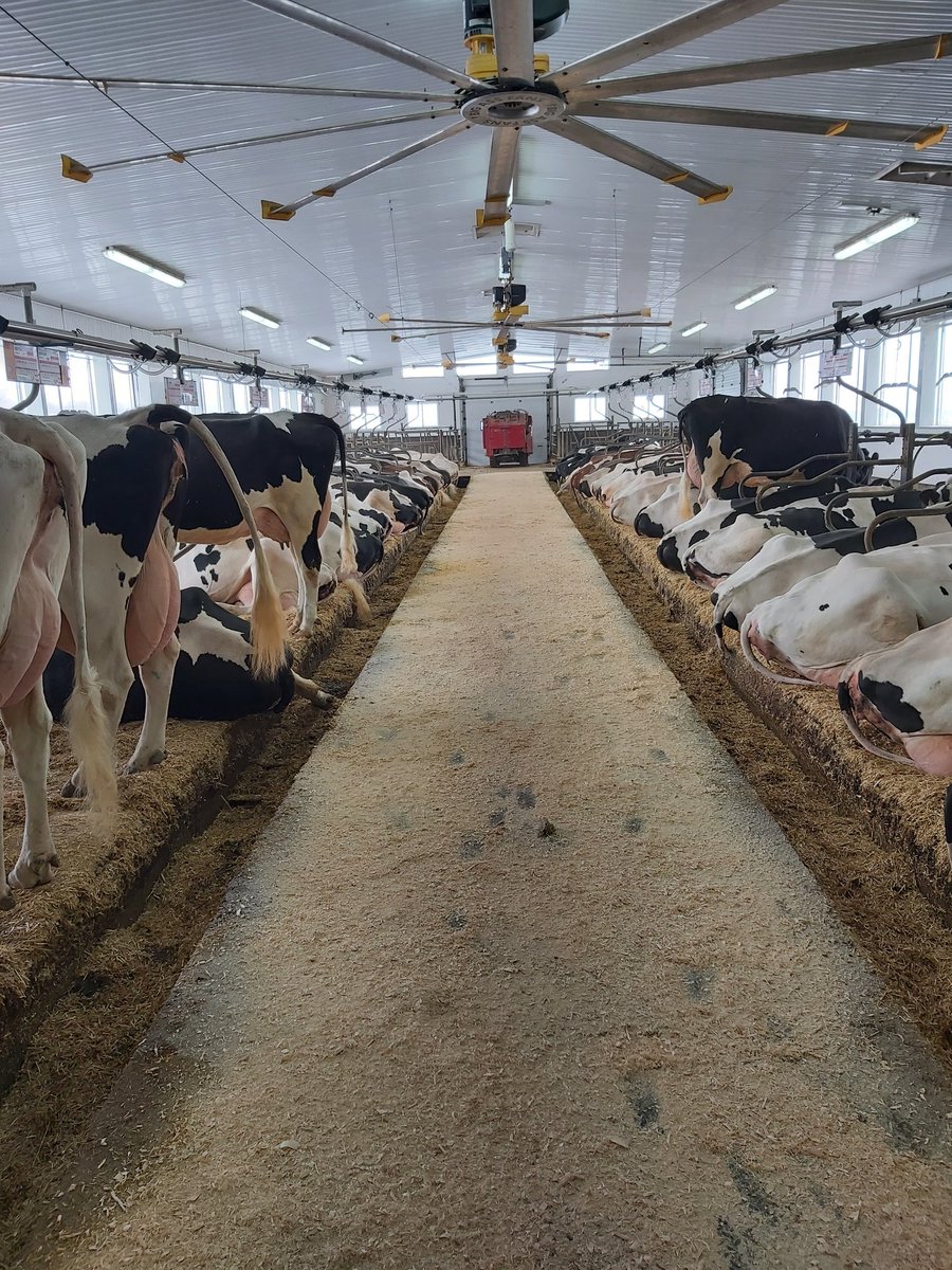 BrubakerDan's tweet photo. Great day for the Waterloo County Car Tour. Thanks to Paul Martin's for hosting one of the stops @NorwellDairy @WallensteinFeed @HolsteinCanada https://t.co/UoHYYhd3s3