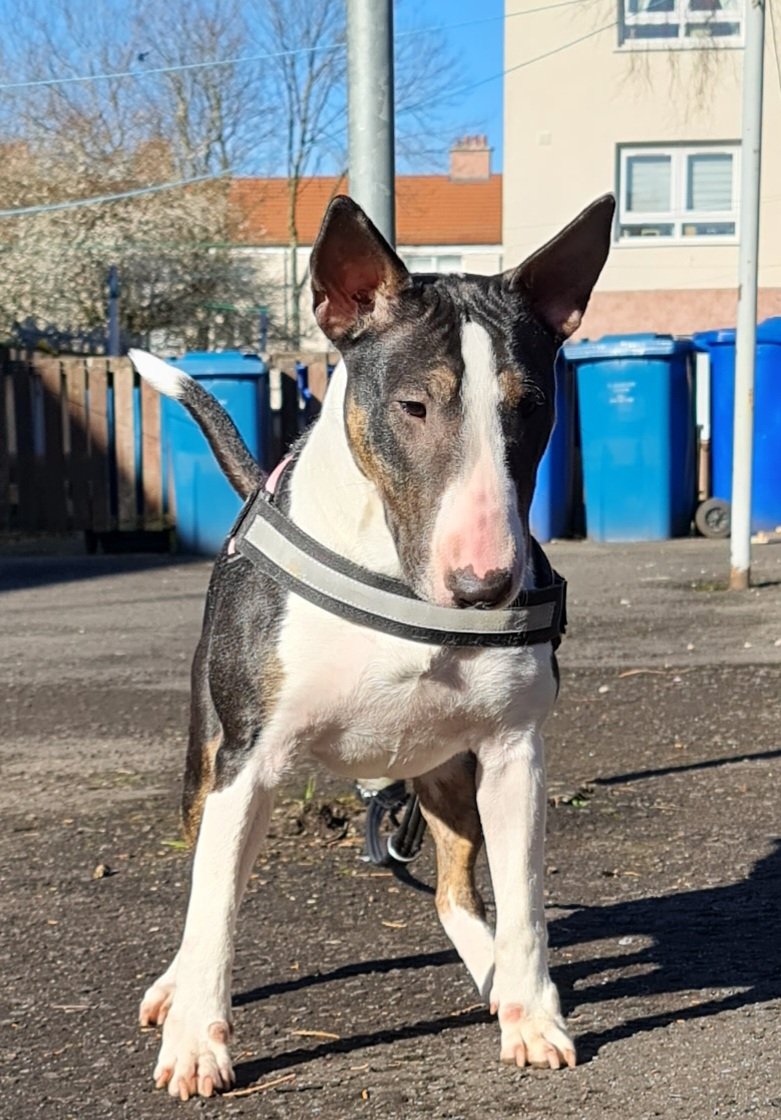 Stevo_T_'s tweet photo. One of my pups Rabram Royal Riot (Ruby) 15 months enjoying the sun and a pose 😍 #Bullterrier #Rabram #Emred https://t.co/h4tN1OKwOS