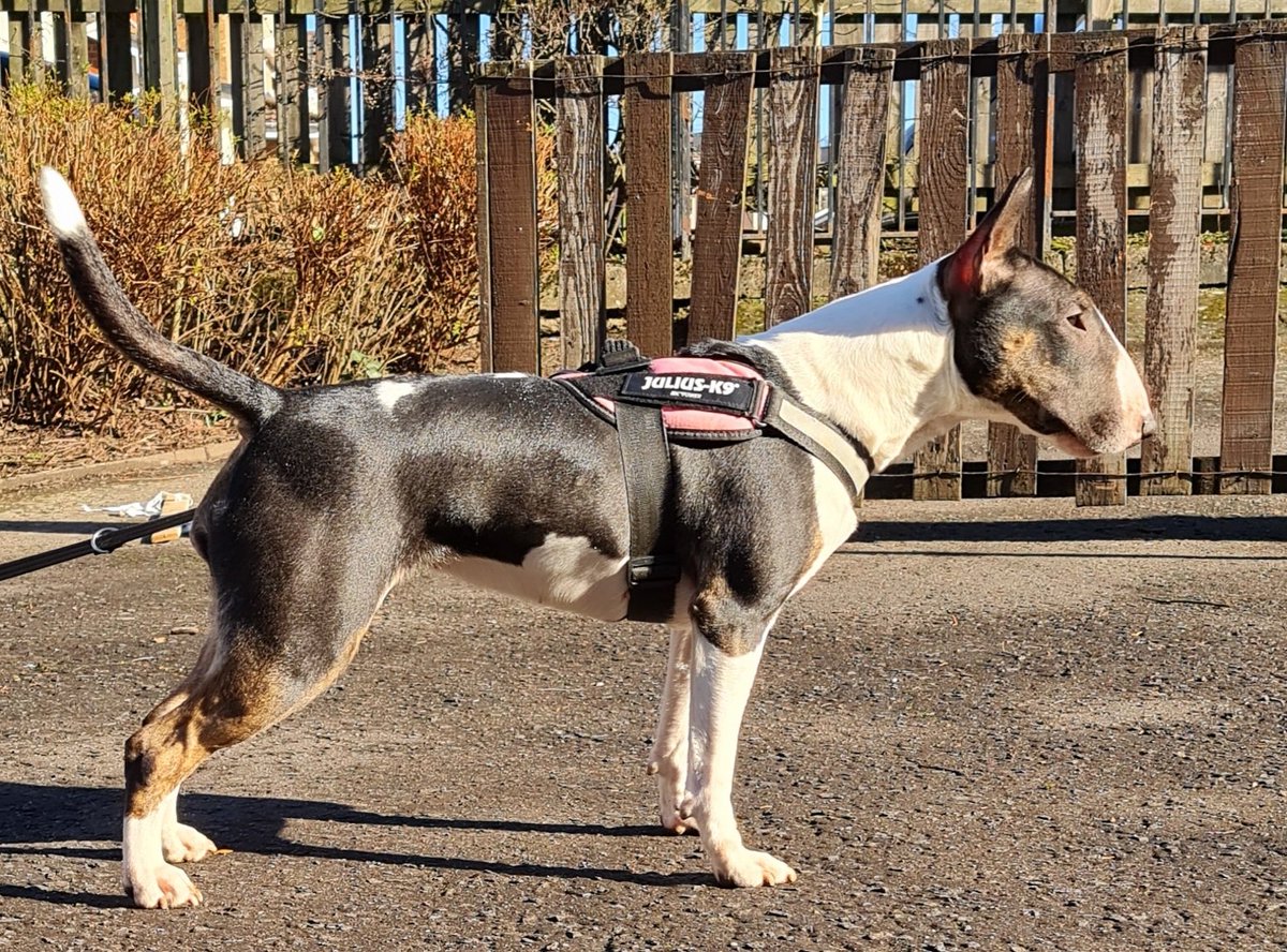 Stevo_T_'s tweet photo. One of my pups Rabram Royal Riot (Ruby) 15 months enjoying the sun and a pose 😍 #Bullterrier #Rabram #Emred https://t.co/h4tN1OKwOS