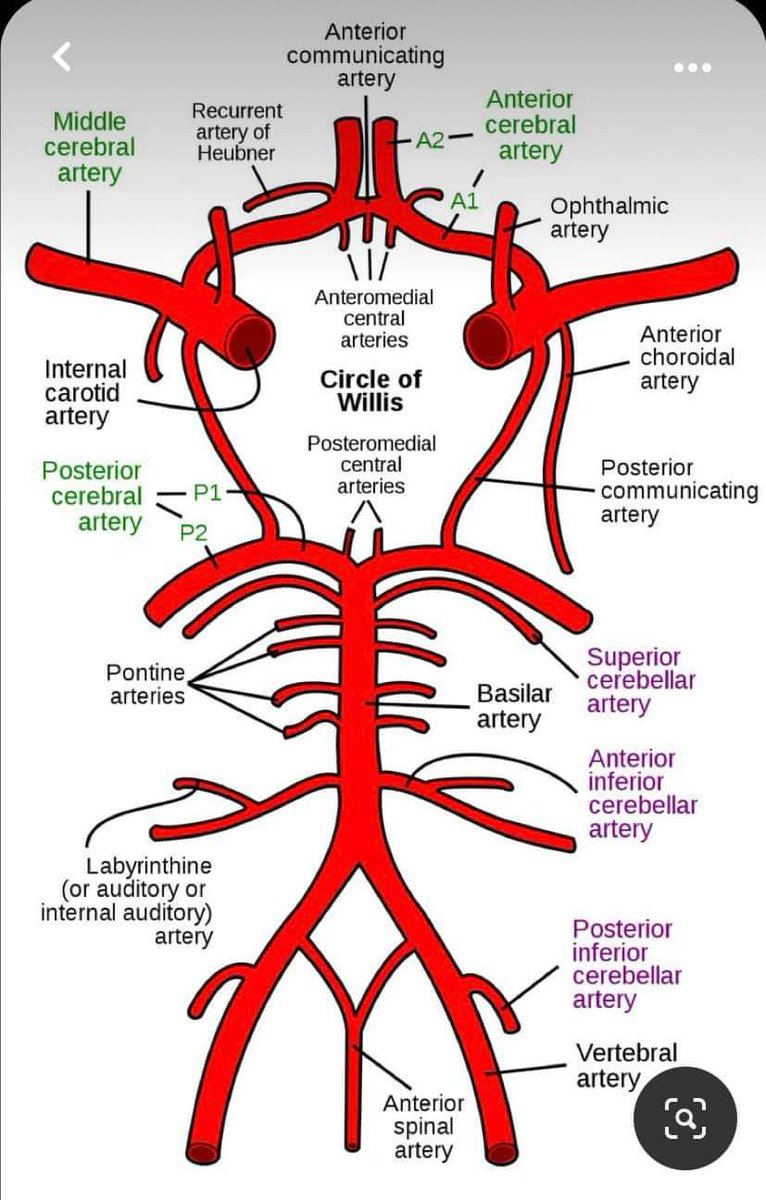 Neurosurgery Cocktail (@bipinchaurasia_) on Twitter photo 