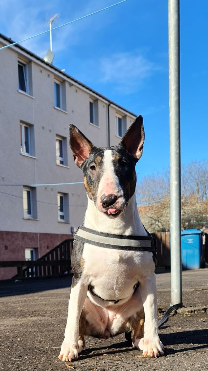 Stevo_T_'s tweet photo. One of my pups Rabram Royal Riot (Ruby) 15 months enjoying the sun and a pose 😍 #Bullterrier #Rabram #Emred https://t.co/h4tN1OKwOS