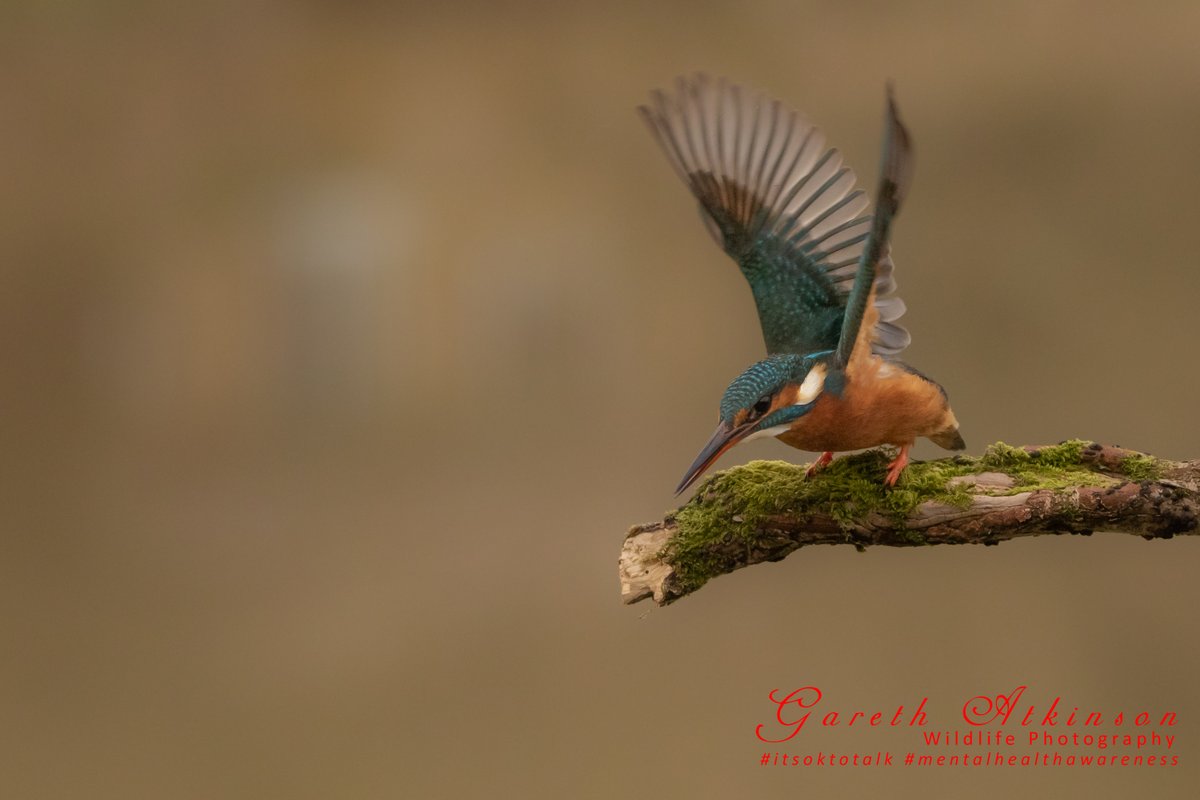 G_AtkinsonPhoto's tweet photo. My favourite shots from this last weeks Kingfisher Hide Day courtesy of @YCNature - fantastic day Steve - thankyou @wildlifeimages  @BBCEarth @BBCCountryfile @Natures_Voice #BBCWildlifePOTD #wildlifephotography #kingfisher #YORKSHIRE https://t.co/1NdJnD6F8h