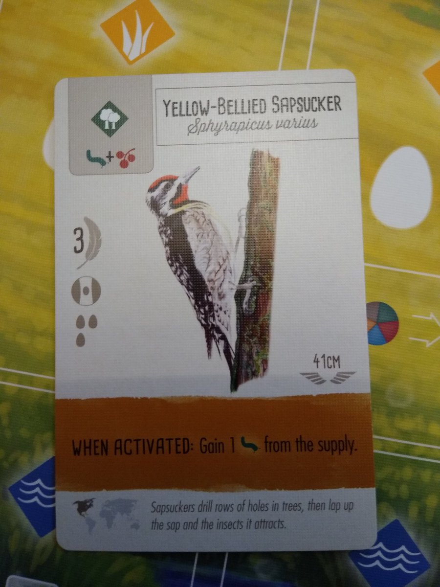 "Yellow-Bellied Sapsucker"
#wingspaninsults

#wingspan #boardgames
