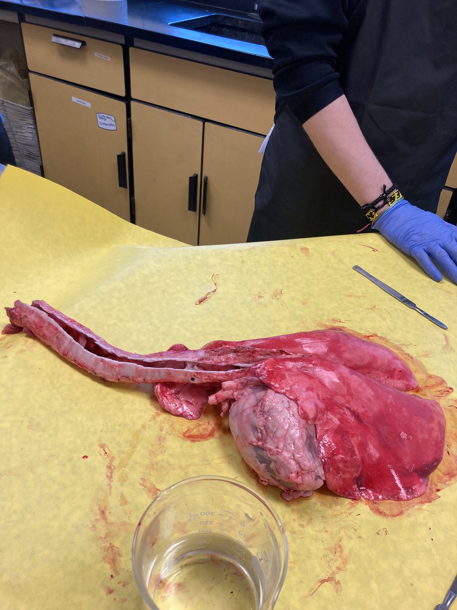 SciencebyDoyle's tweet photo. When students have the opportunity for engaging hands on activities they want to keep coming back to class :) Dissection of a pluck in Medical Terminology to reinforce vocabulary.@young_evolve @MSD_iSTEM @gottsled @scienceonseven https://t.co/Rl3sOJVr9A