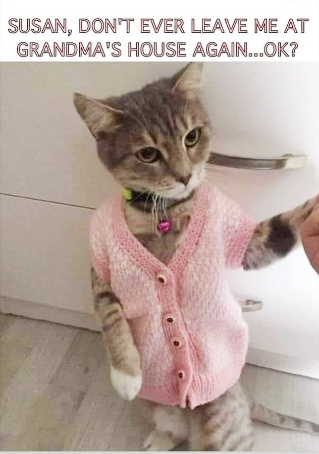 #Caturday