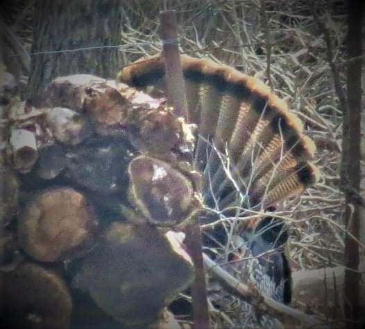 Doe & Arrow Hunting tweet media