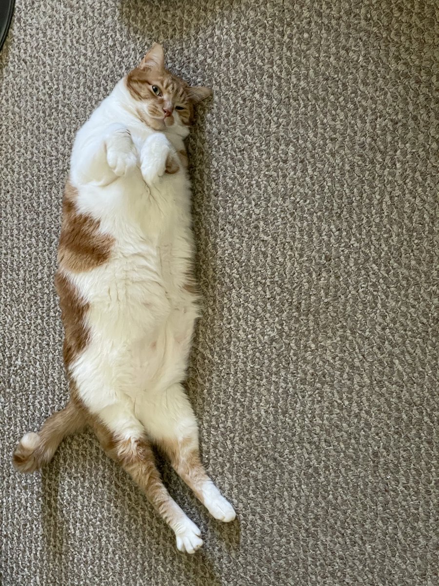 Sammy's new yoga pose.
#Caturday #catsofinstagram #kittycat #cats #yogacat #Sophnbeanpetcare #BeKindAlways